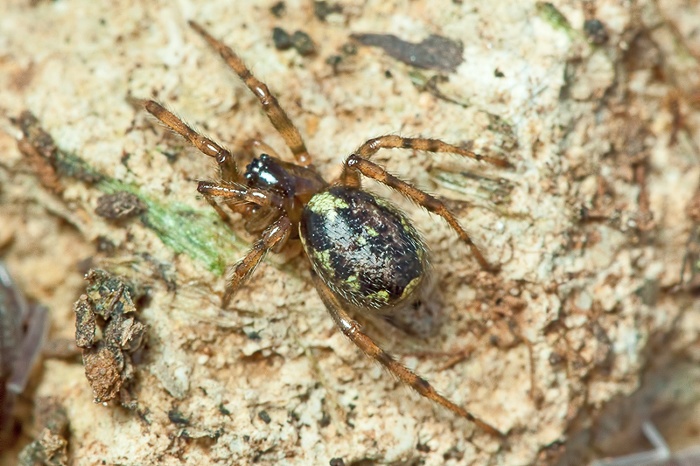 Enoplognatha sp.